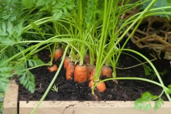 五步蛇的名称由来，有以下3种解释