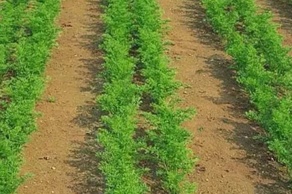 五步蛇的名称由来，有以下3种解释