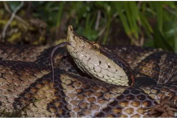 五步蛇的名称由来，有以下3种解释