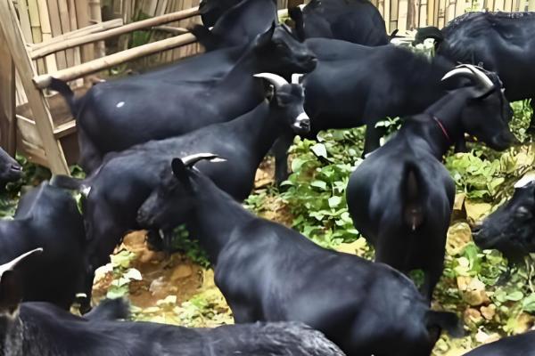 哪里产的苇席有名，白洋淀和盘锦的苇席有名