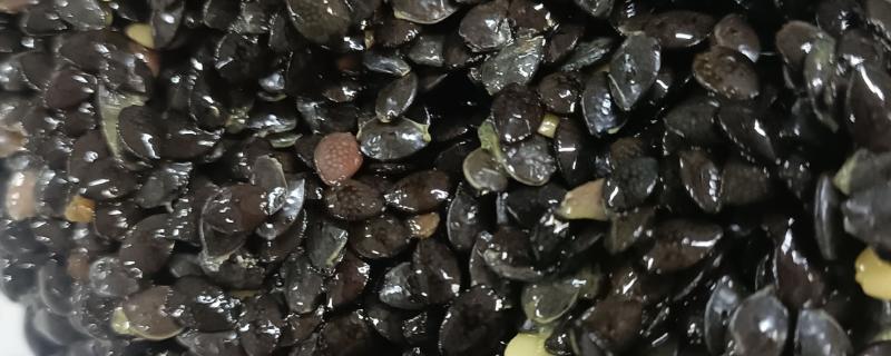 一头羊的重量，成年公羊约为90-150公斤