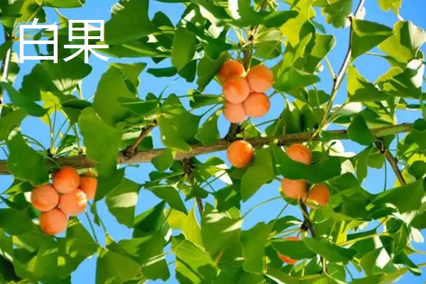 一头羊的重量，成年公羊约为90-150公斤