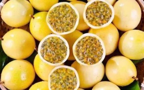 兰花新芽腐烂如何处理？加强通风，合理施肥，有效防治病害。