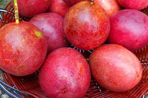 兰花新芽腐烂如何处理，需加强通风并合理施肥