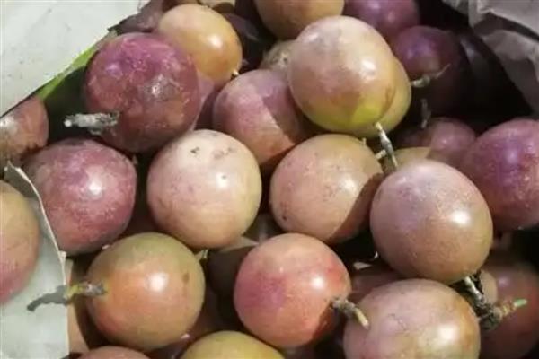 兰花新芽腐烂如何处理，需加强通风并合理施肥