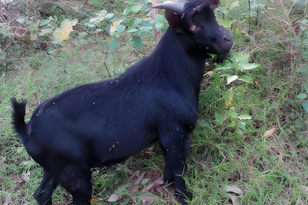 碧玉莲如何上盆，上盆前及时摘除干枯老叶