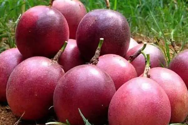 毒死蜱对玉米有药害吗，对玉米不会产生什么药害