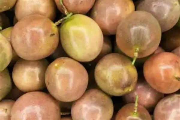 毒死蜱对玉米有药害吗，对玉米不会产生什么药害