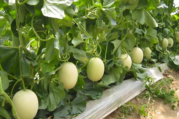 冬季适宜接种的平菇，推荐广温偏低型平菇