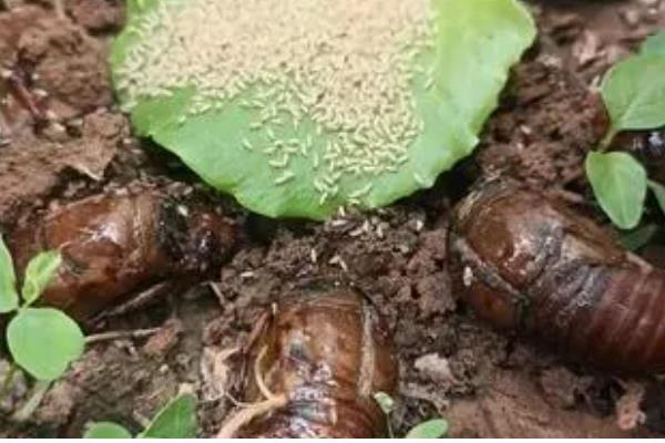 冬季适宜接种的平菇，推荐广温偏低型平菇