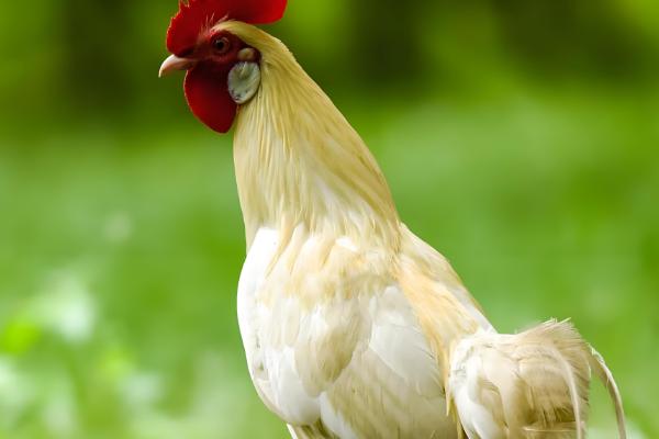 原鸡和家鸡的区别，形态和习性均不同