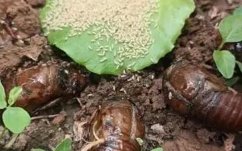 白竹芋的养殖方法，保持温度在20℃左右更易生长