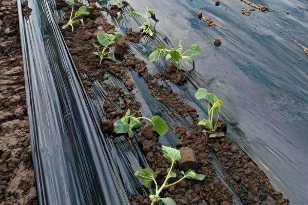 甜瓜需要搭架子吗，最好选择搭架种植