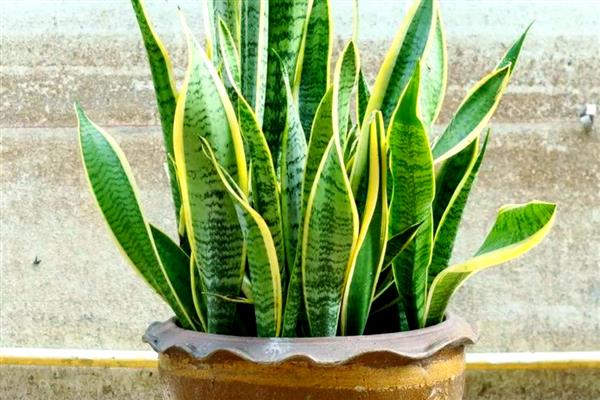 耐阴的室内植物，推荐铁线蕨、棕竹等