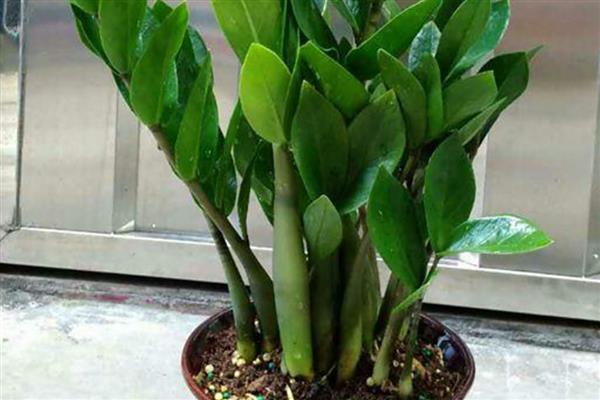 耐阴的室内植物，推荐铁线蕨、棕竹等