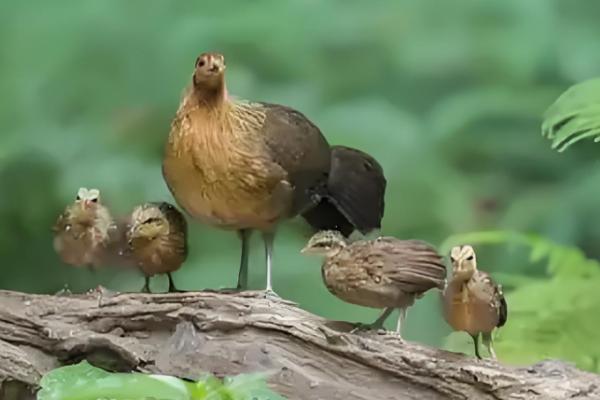 鲫鱼怎样繁殖，达到一定年龄会自然繁殖