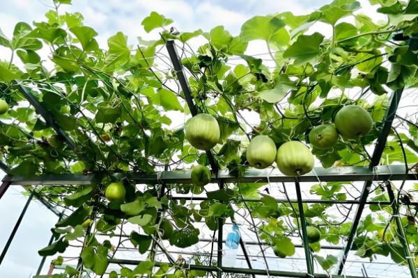 珍珠米和长粒香的区别，分布、形状不同