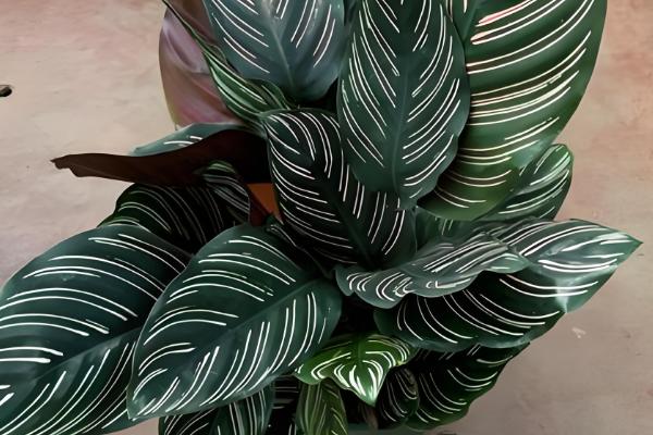 有哪些蔬菜适合在家水培，推荐胡萝卜、大葱等