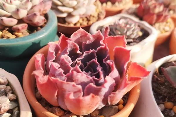 有哪些蔬菜适合在家水培，推荐胡萝卜、大葱等