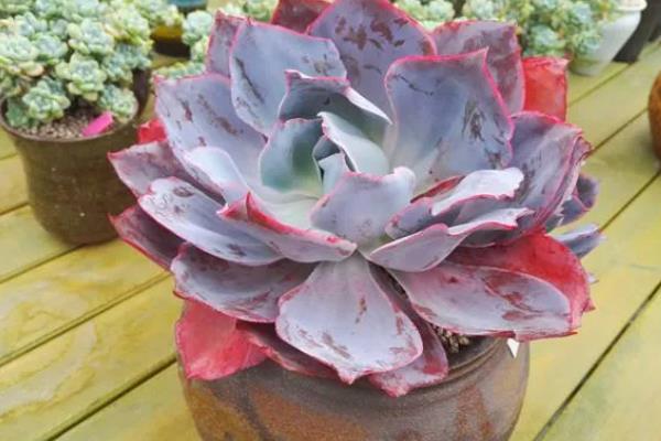 有哪些耐旱又好成活的植物，常见的有仙人掌、虎刺梅等