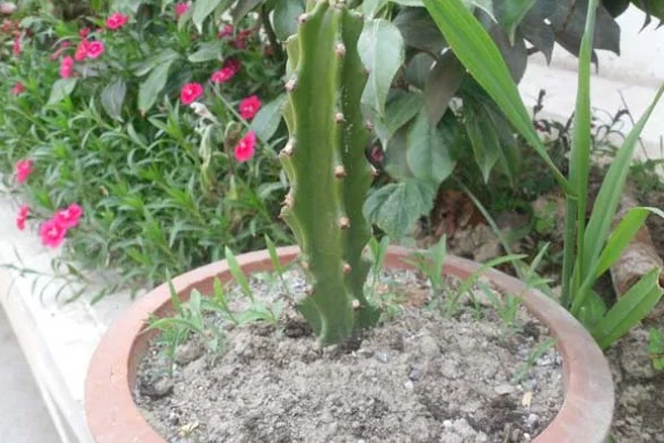 霸王鞭会开花吗，霸王鞭可以开花