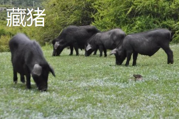 金鱼吊兰的繁殖方法，常用播种、分株等方式