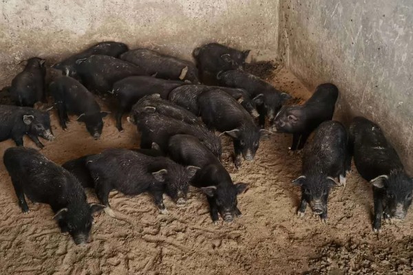 8月开的花卉，有菊花、葱兰等