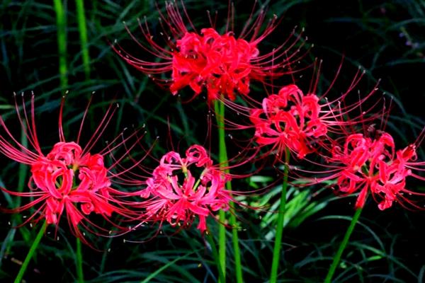8月开的花卉，有菊花、葱兰等