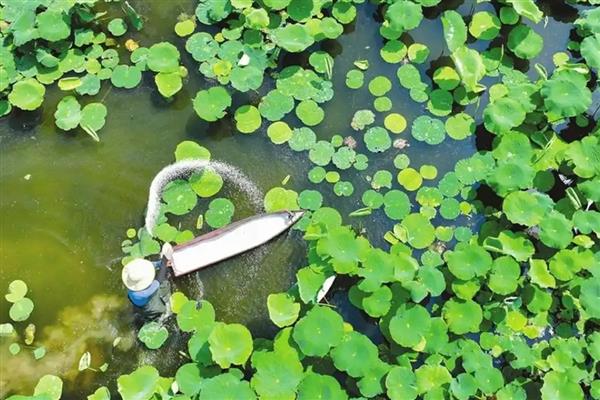 8月开的花卉，有菊花、葱兰等