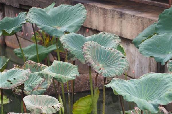 白兰花一年开几次，白兰花一年开一次花