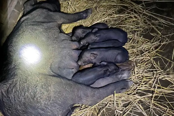 白兰花一年开几次，白兰花一年开一次花