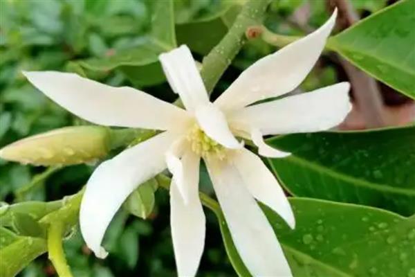 白兰花一年开几次，白兰花一年开一次花