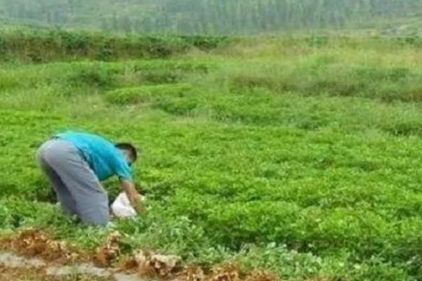 使用生物农药需注意什么，气温为25-30℃时药效较好