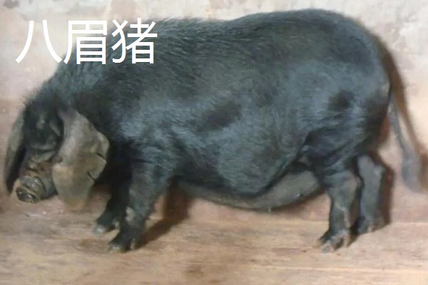 黑猪的品种介绍，常见的有莱芜黑猪、东北民猪等