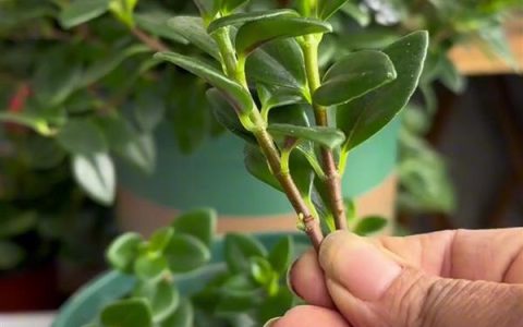 夏天可以种彼岸花吗？夏天不宜种植，最佳时节是秋季。