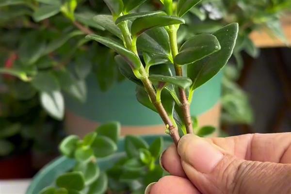 夏天可以种彼岸花吗，夏天是不宜种植的