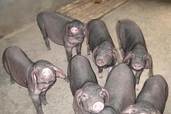 夏天可以种彼岸花吗，夏天是不宜种植的