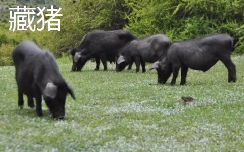 葡萄的防寒措施：可埋土防寒，保障越冬安全