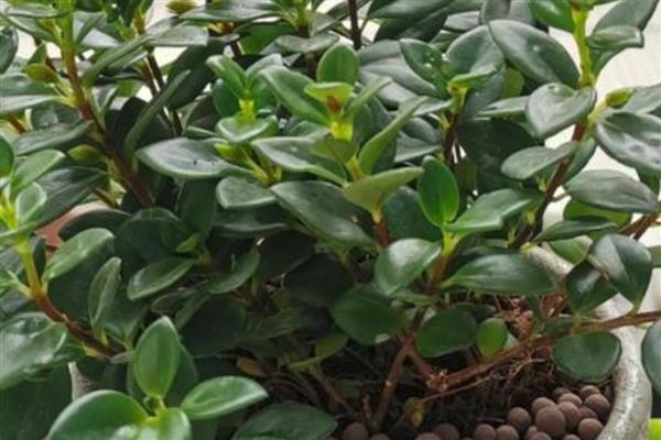 小米是哪种植物，小米即粟米