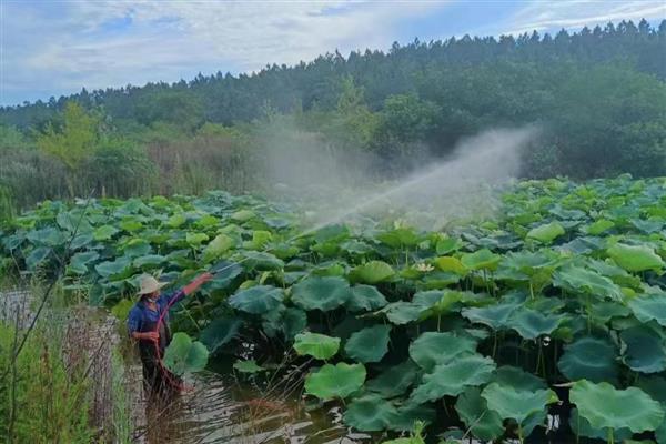 莲藕褐纹病的发病症状，叶正面会出现针头大小的黄褐色小斑点