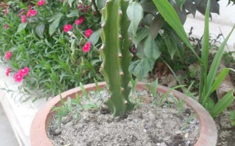 花生空壳的原因，可能是缺钙所致，需及时补充微量元素