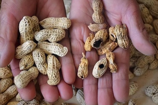 花生空壳的原因，可能是缺钙所致