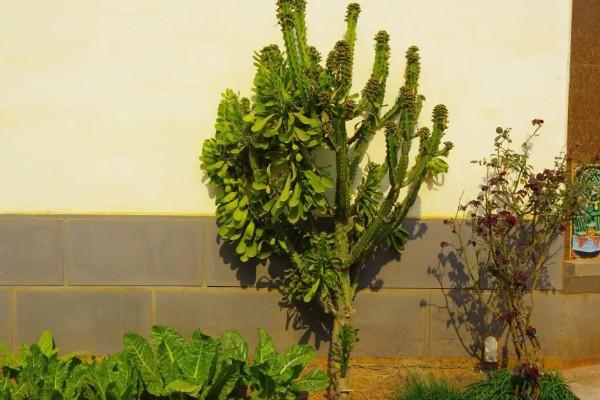 花生空壳的原因，可能是缺钙所致