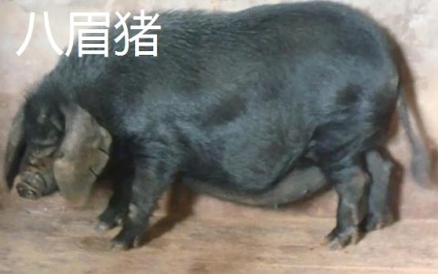 钓鲢鳙用几号钩，根据鱼体大小选择合适鱼钩型号