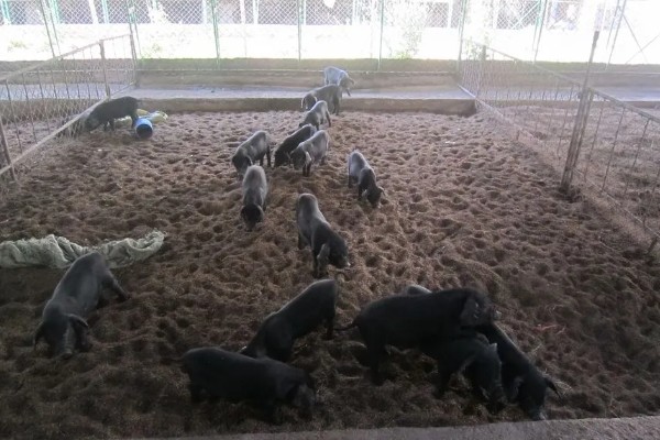 钓鲢鳙用几号钩，根据鲢鳙大小调整鱼钩型号