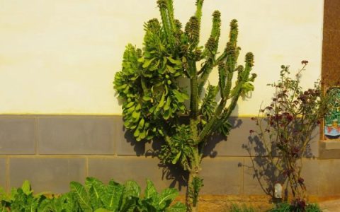 荷花什么时候开花，花期一般在6月至9月期间