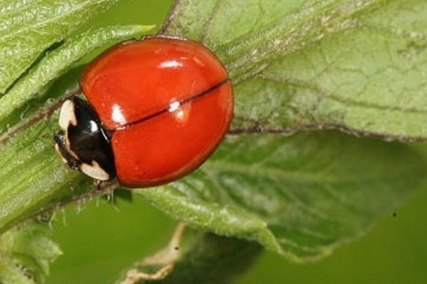 怎么盆栽姜荷花，选择砂质酸性土壤种植