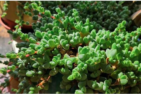 鱼缸为何出现褐色锈斑，一般是爆发了褐藻