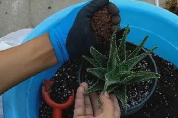 鱼缸为何出现褐色锈斑，一般是爆发了褐藻