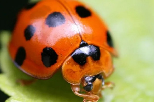 鱼缸为何出现褐色锈斑，一般是爆发了褐藻